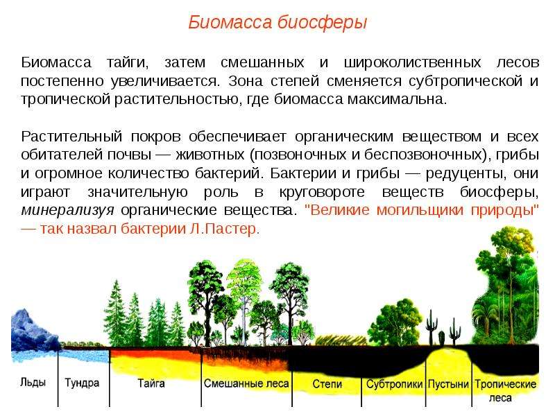 Природные биосферы. Биосфера как система. Роль растений в биосфере. Минерализует органические остатки в экосистеме. Значение почвы для существования биосферы.