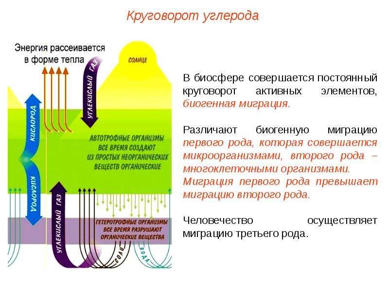 Миграция биогенных элементов. Круговорот биогенных элементов в биосфере. Биогенная миграция. Биогенная миграция элементов. Биогенная миграция в биосфере.