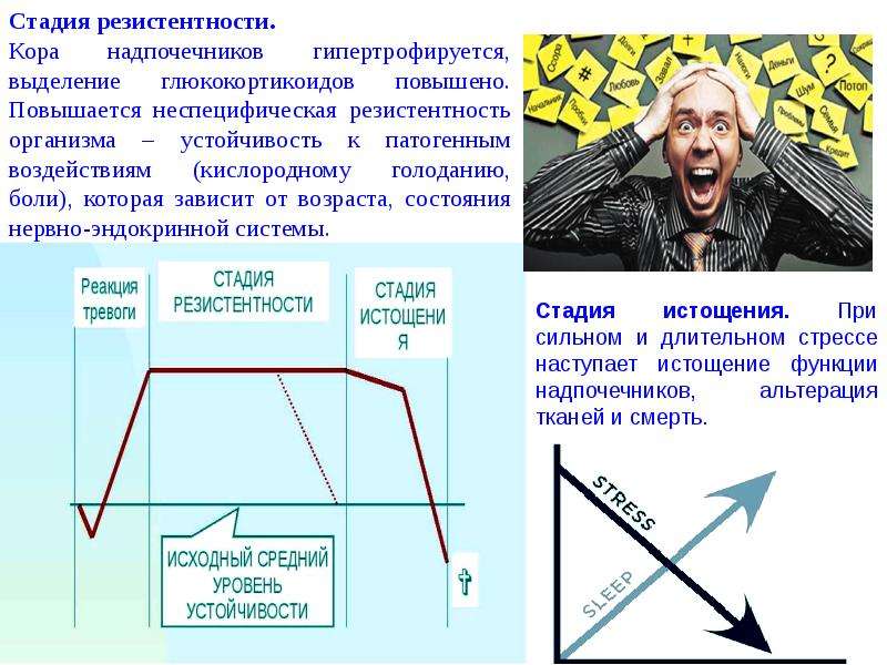 Обеспечивает существование. Стадии истощения надпочечников.