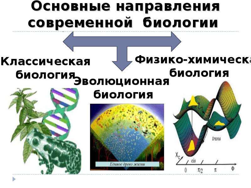 Современная биология. Основные направления современной биологии. Достижения современной биологии. Направления достижения современной биологии. Структура современной биологии.