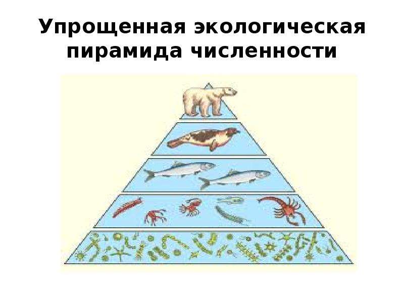 Экологические пирамиды биомасс энергии. Упрощенная экологическая пирамида чисел. Экологическая пирамида Элтона. Экологическая пирамида степи. Экологические пирамиды численности биомассы энергии.