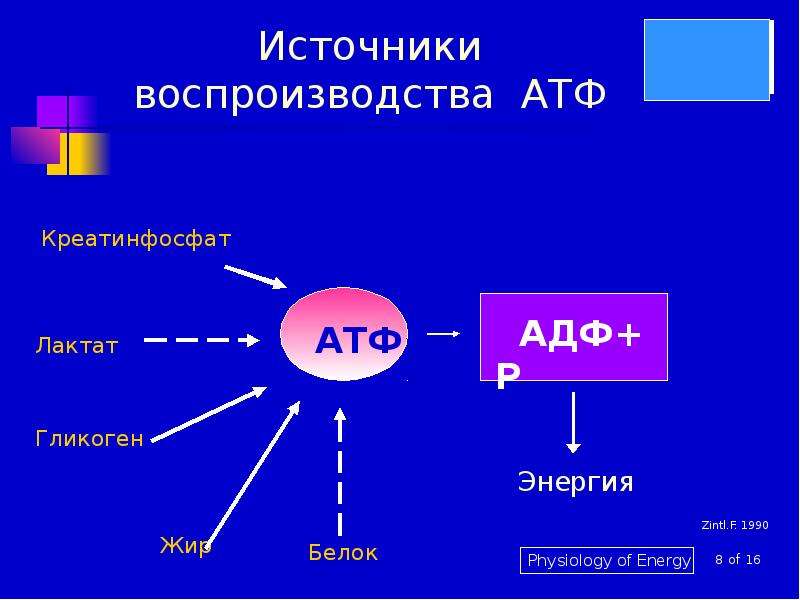 Синтез энергии атф. Источник для образования АТФ. Энергия АТФ.