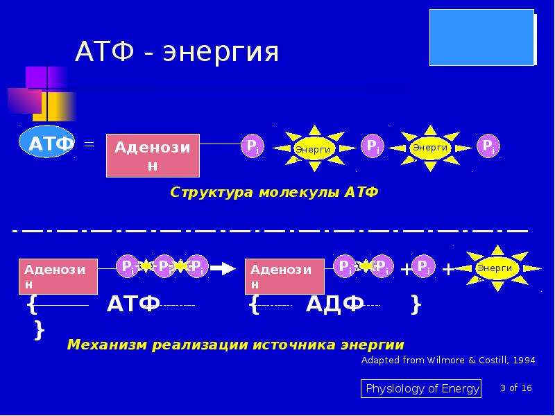 Освобождение энергии атф. Энергия АТФ. Молекула АТФ. АТФ формула. Восстановление АТФ.