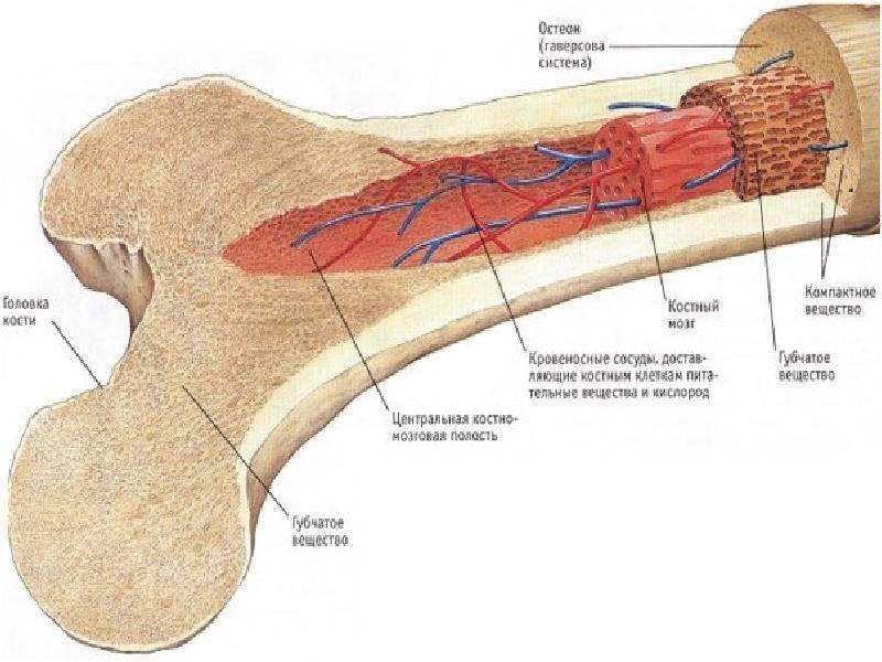 Красный костный мозг кости. Костная структура костей. Кость в разрезе строение анатомия. Если в костях нервные окончания. Внутреннее строение кости.