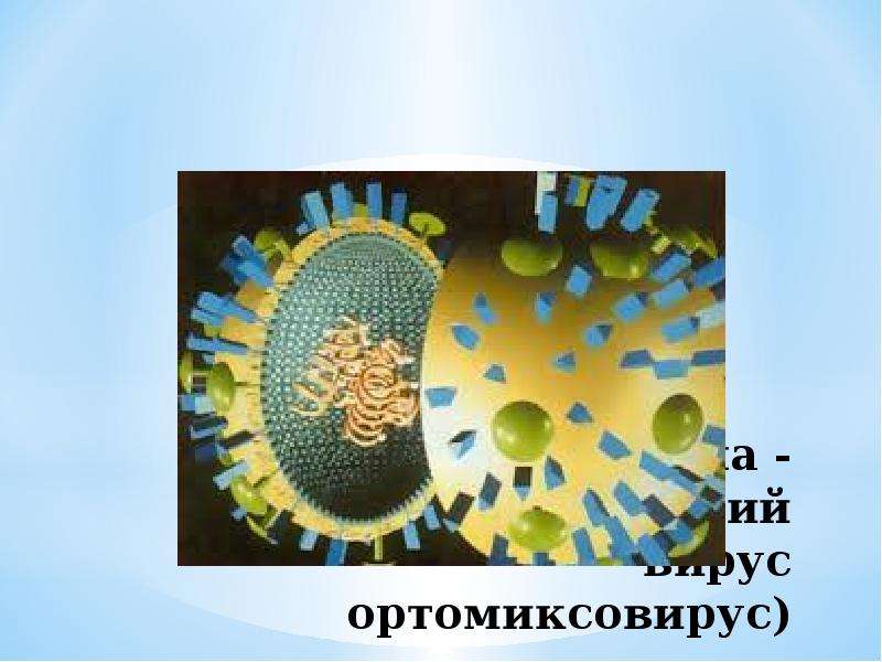 Ортомиксовирусы микробиология презентация