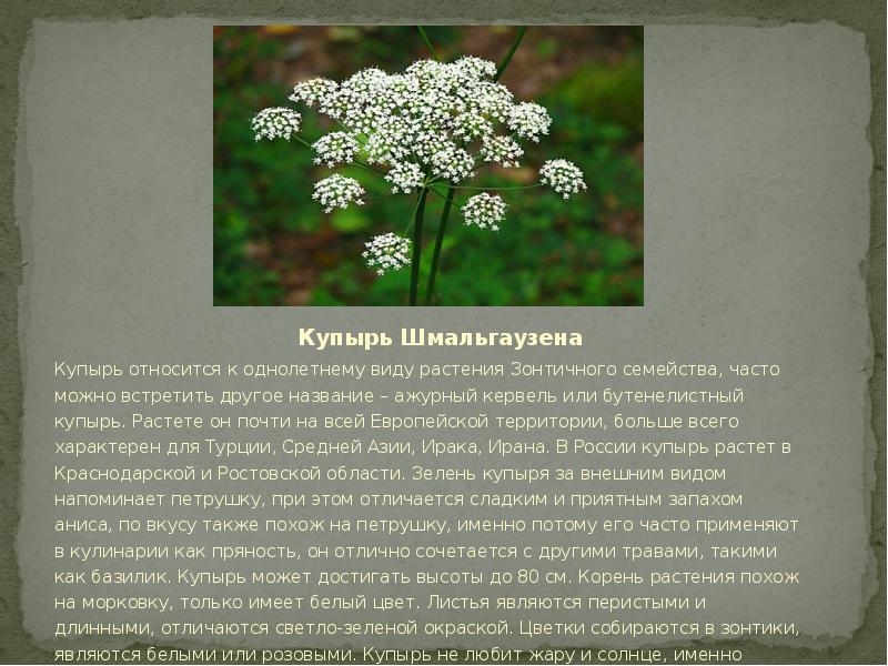 Купырь Шмальгаузена Купырь относится к однолетнему виду растения Зонтичного семейства, часто можно в
