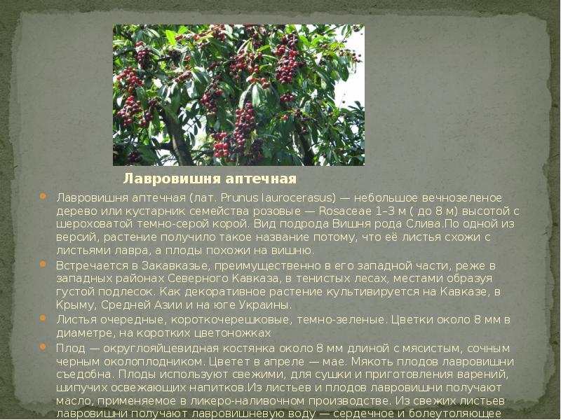 Лавровишня аптечная Лавровишня аптечная (лат. Prunus laurocerasus) — небольшое вечнозеленое дерево и