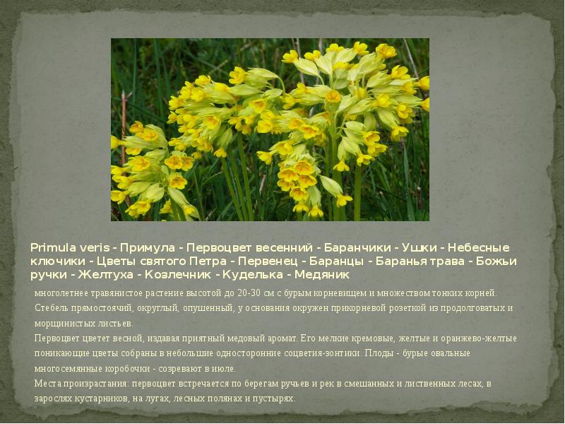 Primula veris - Примула - Первоцвет весенний - Баранчики - Ушки - Небесные ключики - Цветы святого П