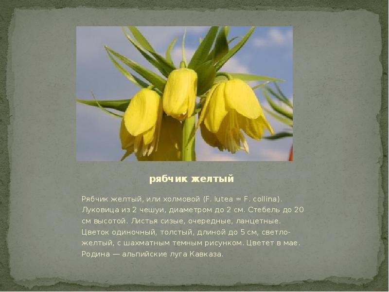 рябчик желтый Рябчик желтый, или холмовой (F. lutea = F. collina). Луковица из 2 чешуи, диаметром до