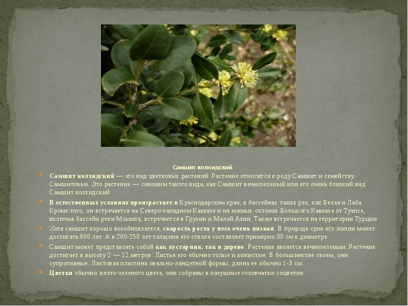 Самшит колхидский Самшит колхидский — это вид цветковых растений. Растение относится к роду Самшит и