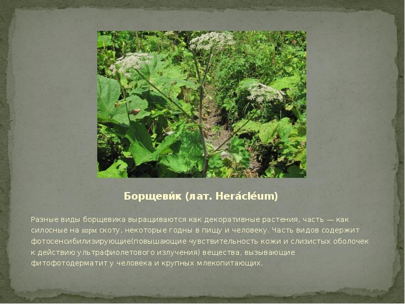 Борщеви́к (лат. Herácléum) Разные виды борщевика выращиваются как декоративные растения, часть — как