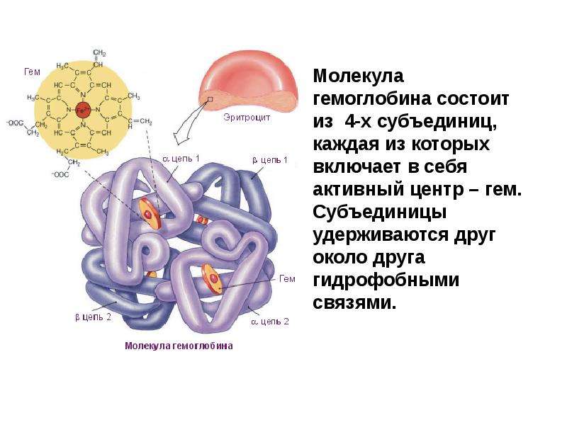 Центр молекул. Гемоглобин а1 субъединицы. Гемоглобин состоит из 4 молекул гема. Молекула гемоглобина состоит из. Из чего состоит молекула гемоглобина.