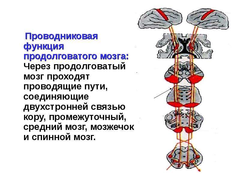 Соединенные пути