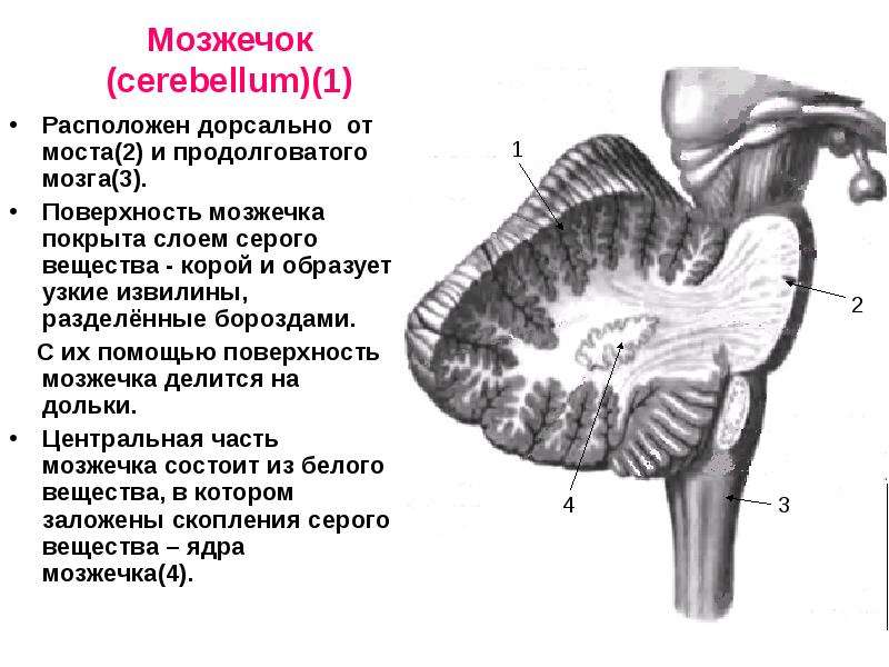 Задний мозг презентация