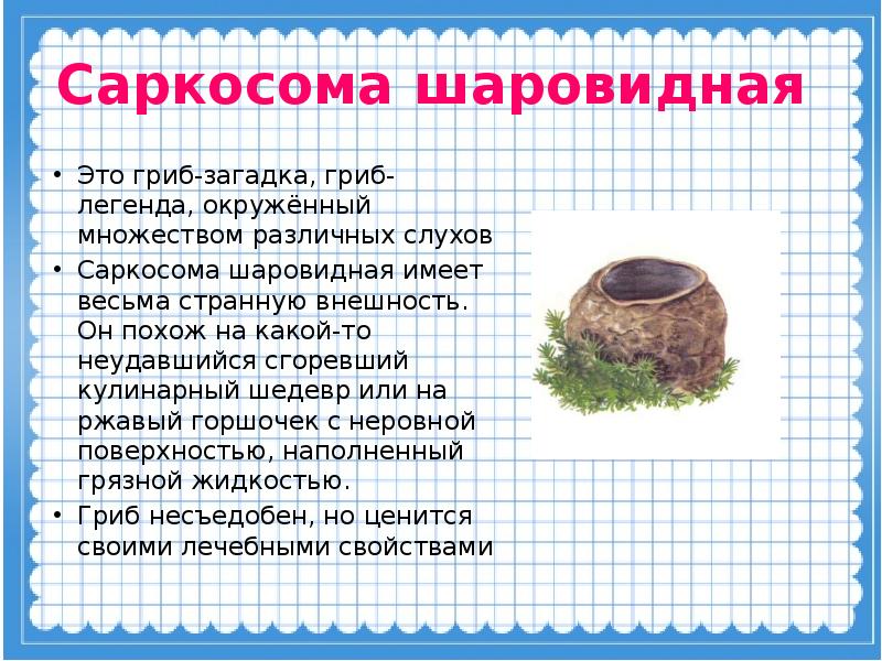 Гриб саркосома описание. Гриб Саркосома шаровидная лечебные. Молодильные грибы Саркосома шаровидная лечебные. Саркосома шаровидная красная книга. Саркосома шаровидная гриб красная книга.