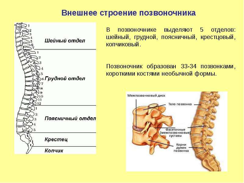 Пояснично крестцовый отдел позвоночника строение с номерами позвонков фото