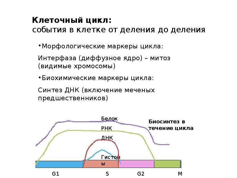 Периоды клетки. Клеточный цикл и его периоды таблица. Доклад клеточный цикл. Маркер цикла. Понятие «клеточный цикл»..