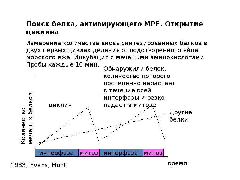 Периоды цикла. Цикл выборка.