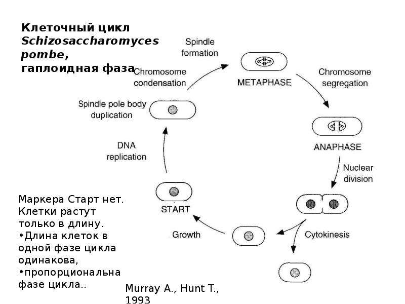 Схемы клеточного цикла