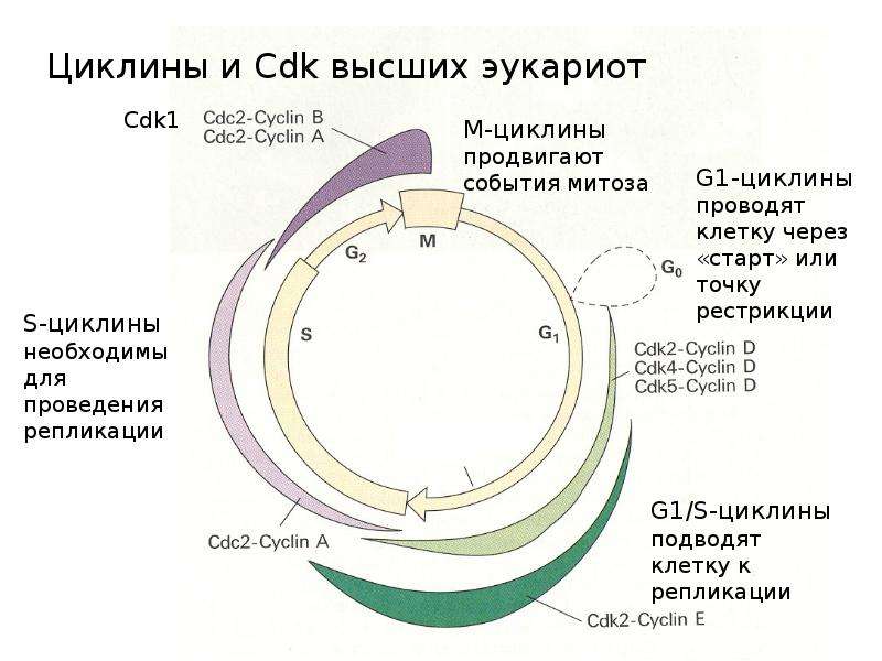 Клеточный цикл схема