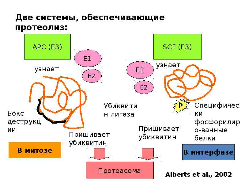 Клеточный цикл презентация