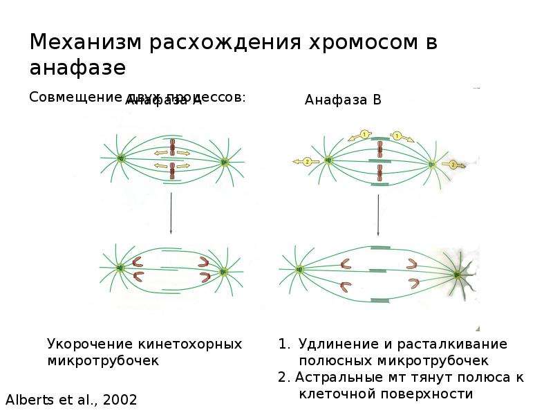 Кинетохорные микротрубочки. Клеточный цикл и его периоды. Кинетохорные микротрубочки функции. Поперечное расщепление центромеры.