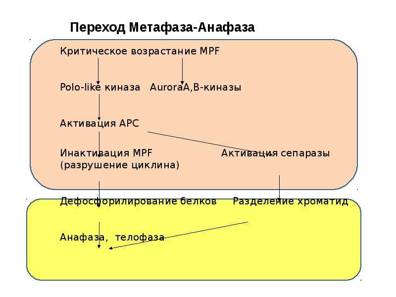 Периоды цикла. Циклы эпох Вико. Цикл выборки кармана.