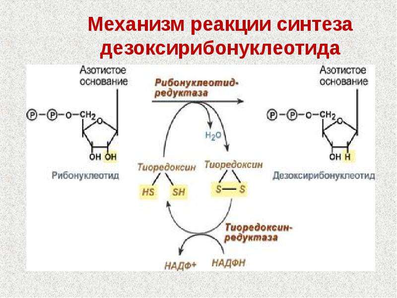 Совокупность реакций синтеза. Образование дезоксирибонуклеотидов биохимия. Синтез дезоксирибонуклеотидов биохимия. Превращение рибонуклеотидов в дезоксирибонуклеотиды. Выбрать компоненты необходимые для синтеза дезоксирибонуклеотидов.