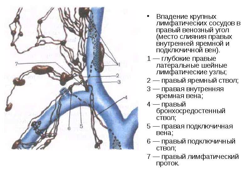 Венозный угол фото