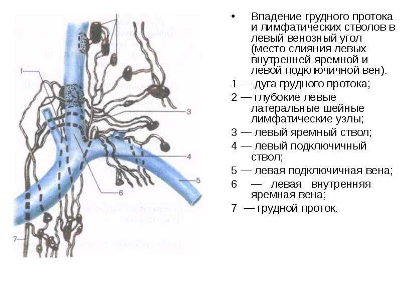 Лимфатическая система презентация