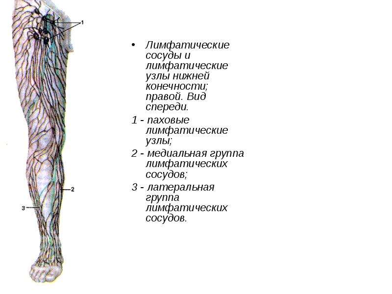 Вена в паху у мужчин. Лимфатическая система конечностей человека. Поверхностные лимфатические сосуды нижней конечности. Регионарные лимфоузлы нижней конечности. Лимфатические узлы нижней конечности анатомия.