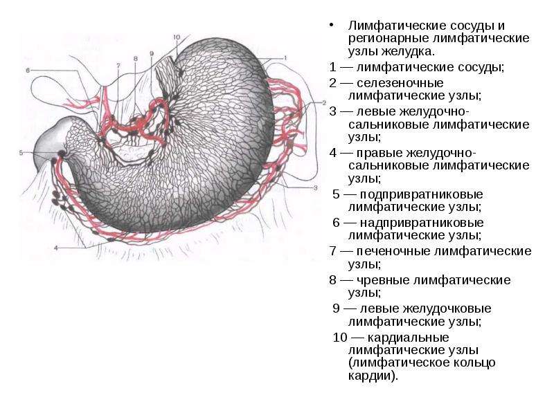 Лимфоотток от матки схема