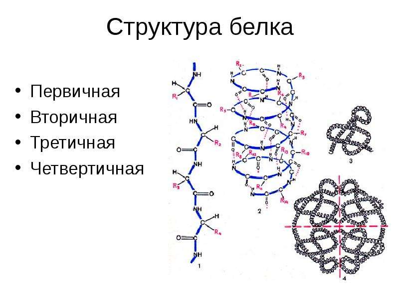 Какая структура молекулы белка схематично изображена на рисунке