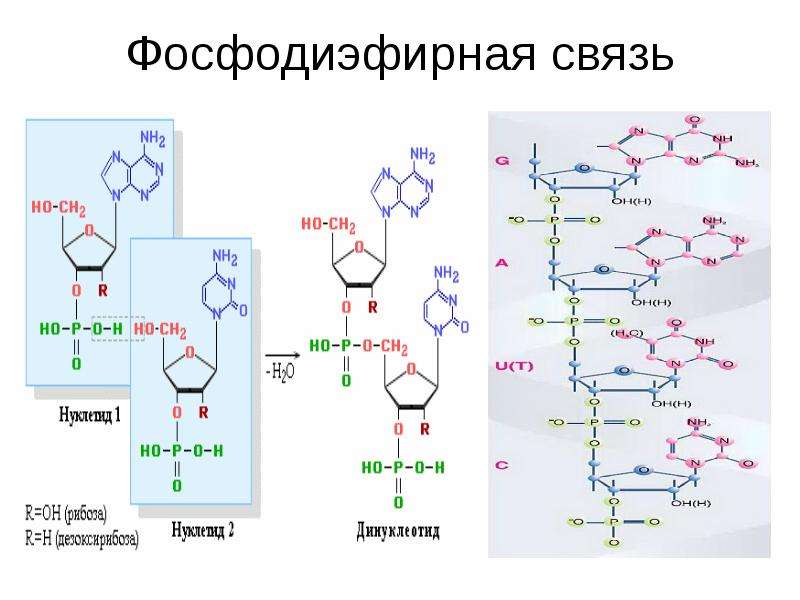 Фосфодиэфирная связь между нуклеотидами. 3 5 Фосфодиэфирная связь РНК. Строение ДНК фосфодиэфирные связи. Образование фосфодиэфирных связей между нуклеотидами. Нуклеотиды ДНК фосфодиэфирные связи.