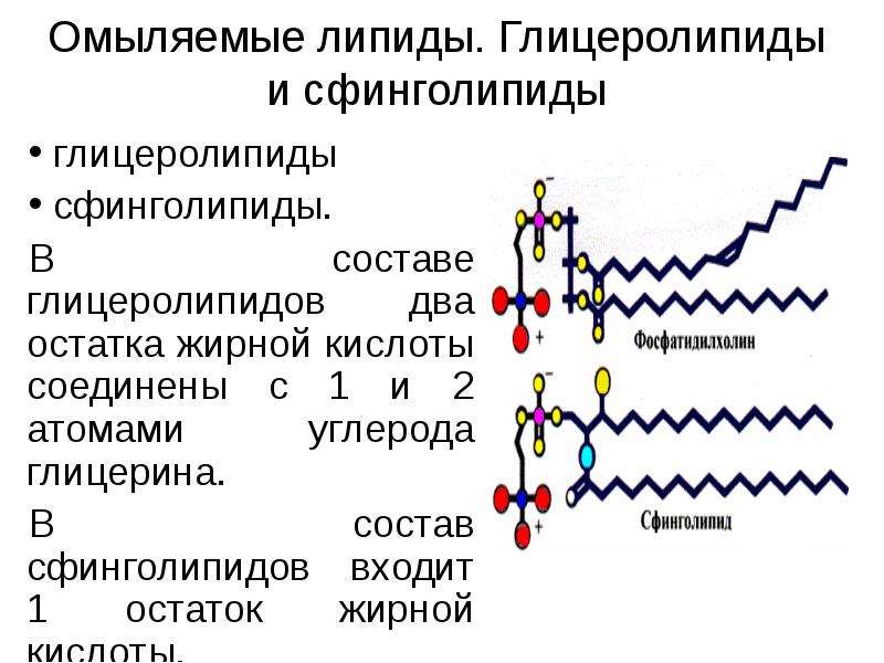 Омыляемые липиды это. Неомыляемые липиды функции. Классификация омыляемых липидов. Сложные омыляемые липиды фосфолипиды Сфинголипиды гликолипиды.