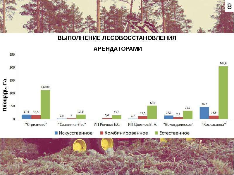 Что такое проект лесовосстановления