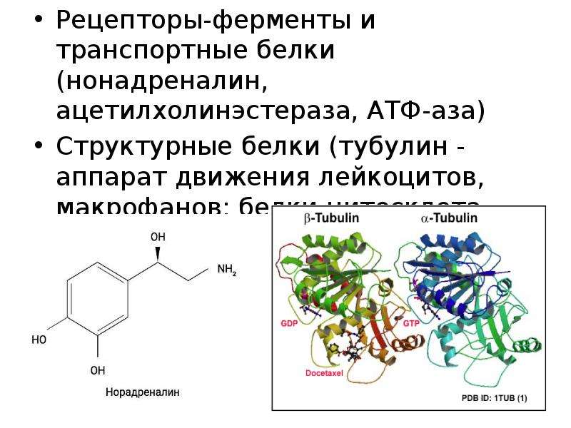 Синтез белков тубулинов