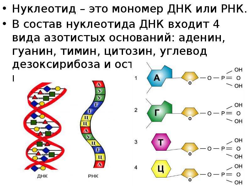 Рнк содержит тимин. В состав нуклеотида ДНК входит аденин. Структура ДНК азотистые основания. Схема азотистых оснований в ДНК. Строение РНК аденин.