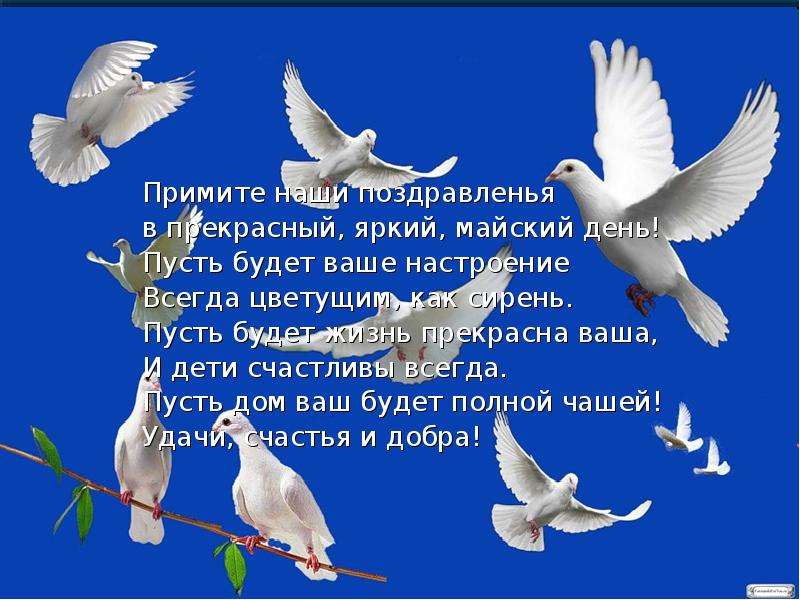 1 мая день единства. Голуби с пожеланиями. Стих про голубя. Пожелания о мире на голубе. Голубка пожелания.