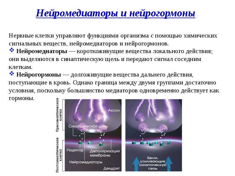 Везикулы с нейромедиаторами. Нейромедиаторы схема действия. Нейромедиаторы классификация функции. Классификация нейромедиаторов биохимия. Функции нейромедиаторов.