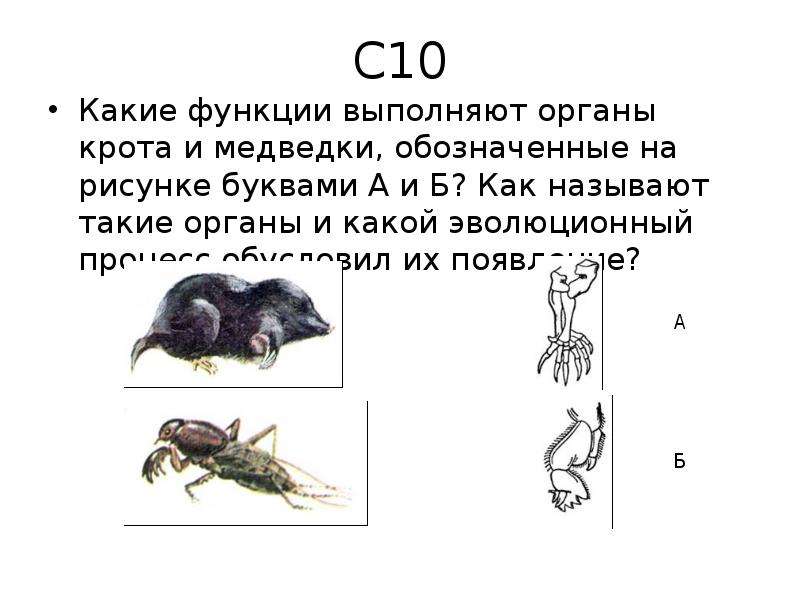 Какую функцию выполняет орган человека обозначенный на рисунке буквой а