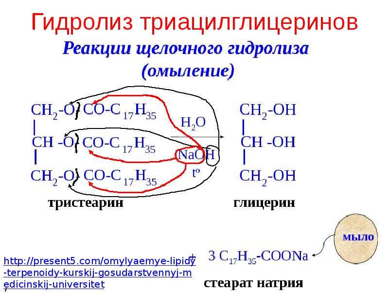 Схема образования триацилглицерина