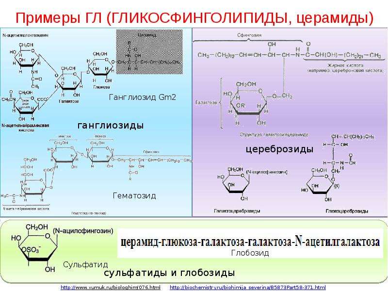 Что такое церамиды