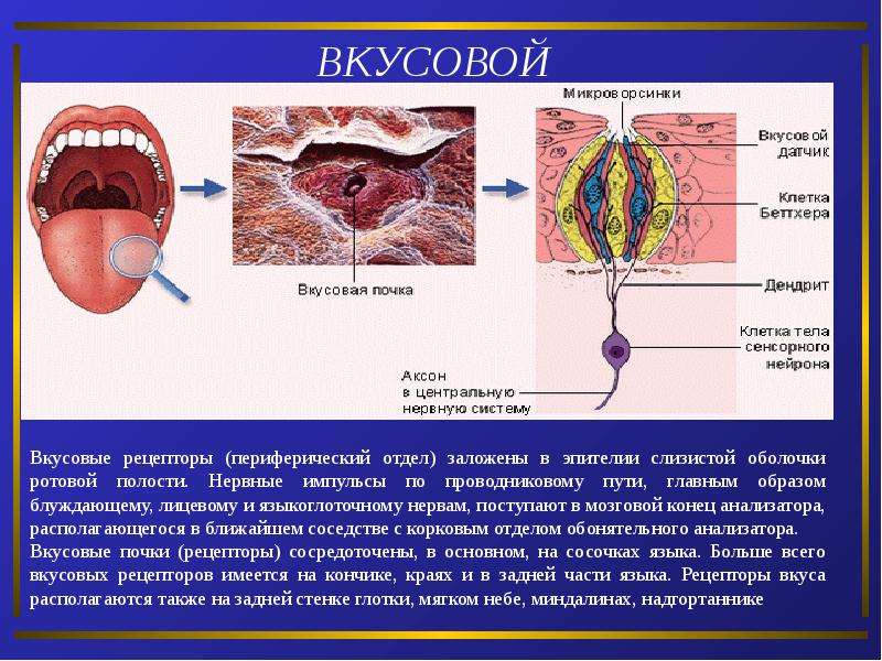 Фото вкусовых рецепторов