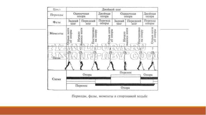 Периоды цикла. Цикл спортивной ходьбы. Техника спортивной ходьбы фазы. Цикл движения в спортивной ходьбе. Периоды спортивной ходьбы.
