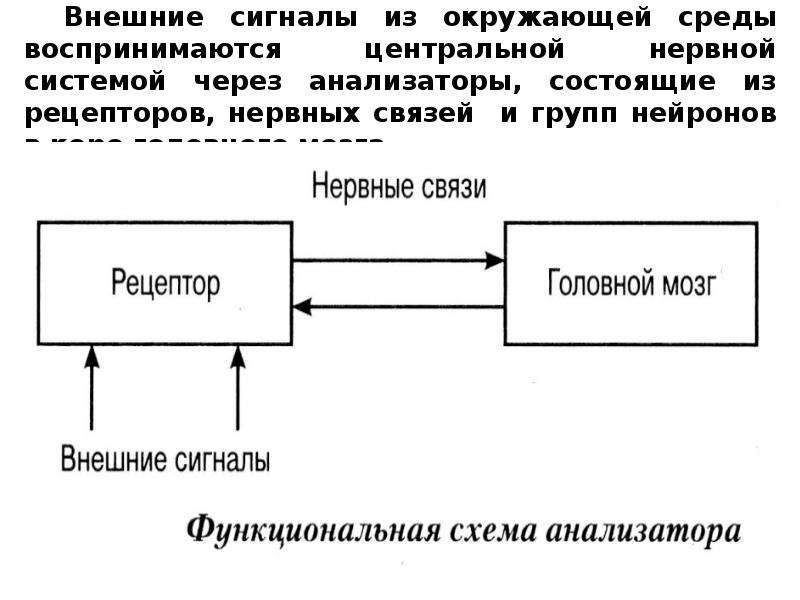 Внешние сигналы. Анализаторы внешней среды. Функциональная схема анализатора внешние сигналы. Восприятие сигналов среды осуществляется нервной системой с помощью. Системы восприятия человеком состояния окружающей среды.