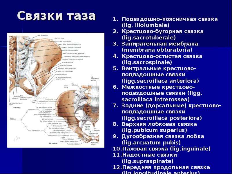 Связки малого таза. Связки таза вид спереди. Строение таза связки. Подвздошная связка. Тазовые кости мышцы и связки.