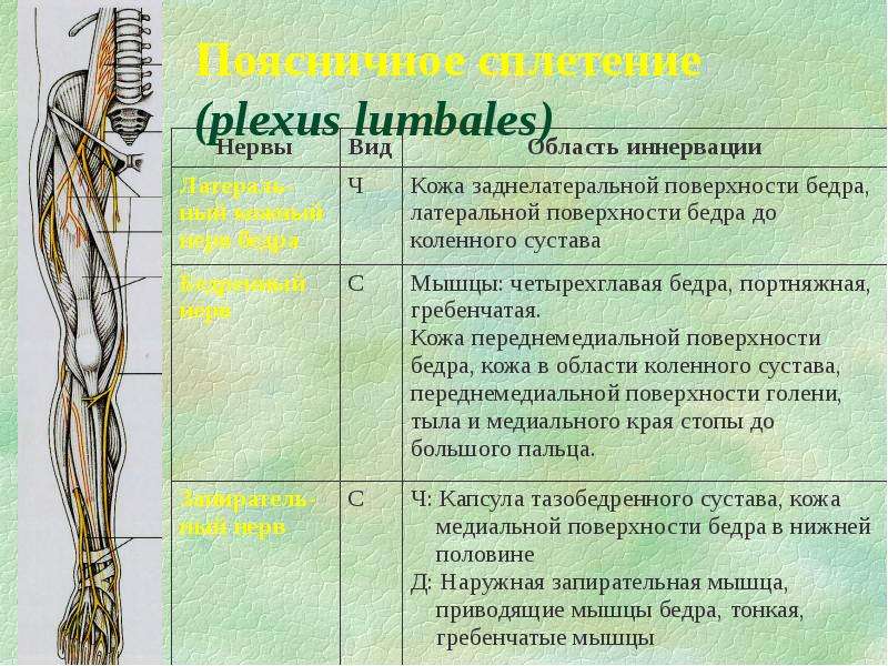 Область иннервации поясничного сплетения