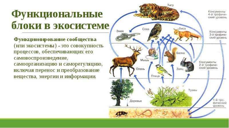 Биология 9 класс состав и структура сообщества 9 класс презентация