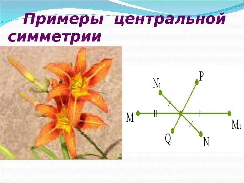 Примеры центральной симметрии. Центральная симметрия примеры. Примеры центральной симметрии в природе. Центральная симметрия образец. Центральная симметрия в жизни.